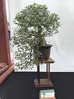 Ficus Burt Davyi